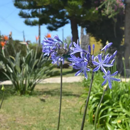Bed & Breakfast Meraki Ericeira